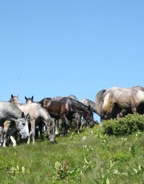 Sommerweide Stubalm  | © SHS-LipizzanergestütPiberGöR-G. Boiselle