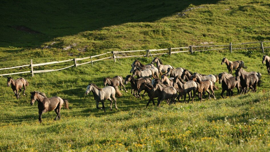 Sommerweide Stubalm  | © SHS-LipizzanergestütPiberGöR-G. Boiselle