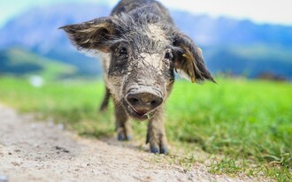 Naturschätze Mangalitza | © TVB Ausseerland Salzkammergut_Jacqueline Korber