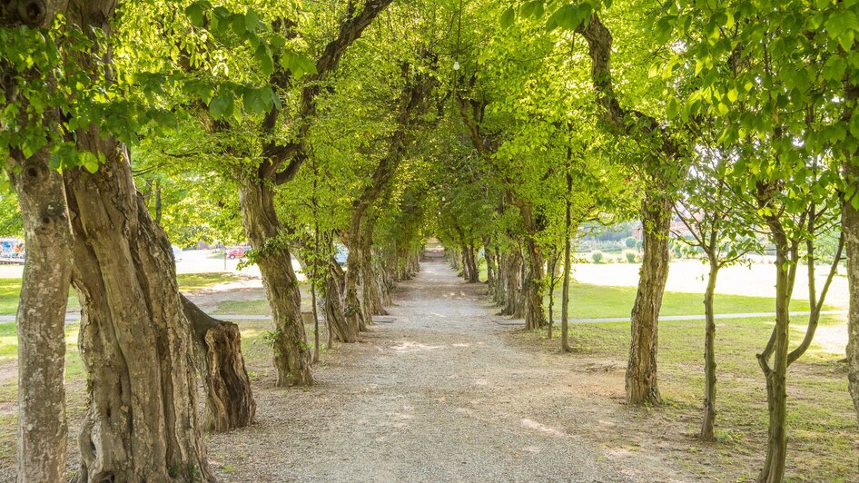 Baumallee Schlosspark_Pöllau_Oststeiermark | © Helmut Schweighofer