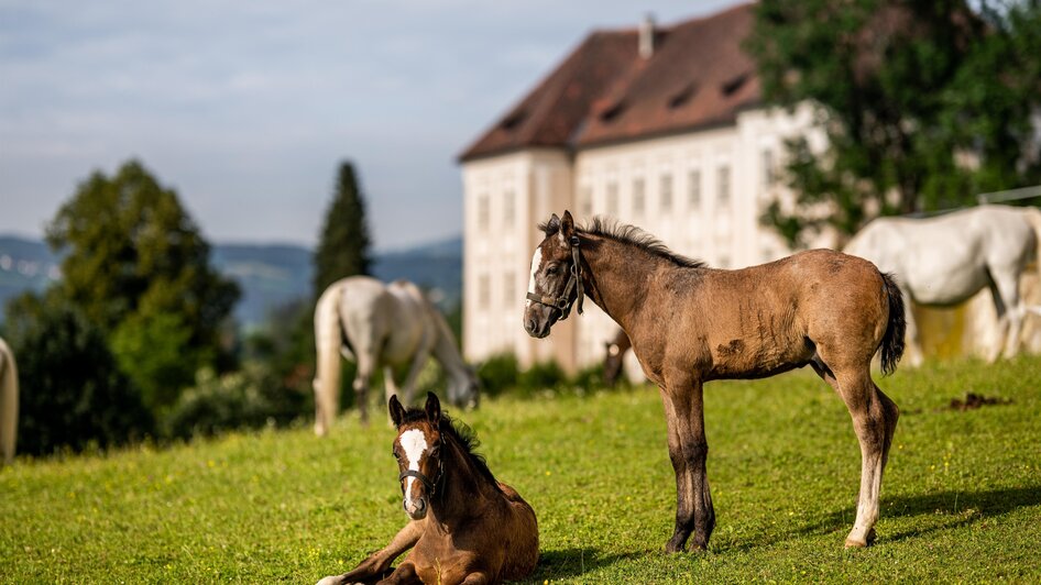 Lipizzanerheimat | © © Lipizzanerheimat-Die Abbilderei