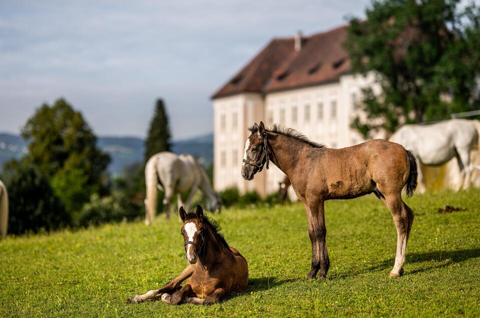 Standort Lipizzanerheimat - Impression #1 | © © Lipizzanerheimat-Die Abbilderei