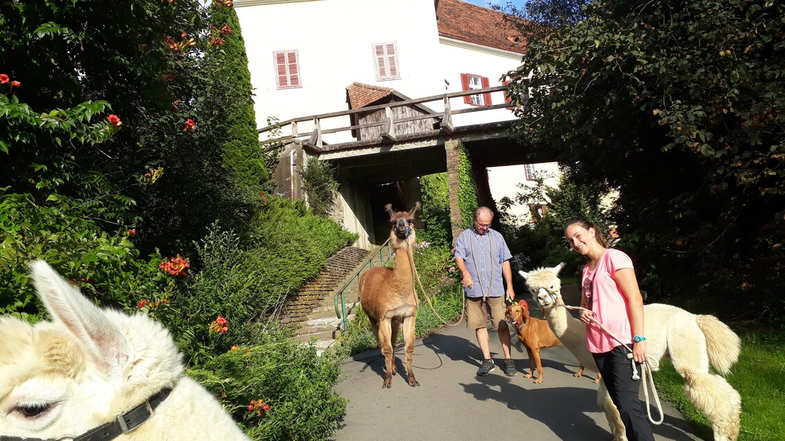 Eine Gruppe von Alpakas steht auf einem gepflasterten Weg vor einem weißen Gebäude. Zwei Personen lächeln und posieren neben den Tieren. | © Steirerlama