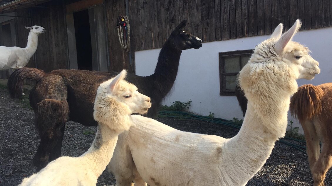 Eine Gruppe von Lamas steht vor einem Stall. Die Tiere haben verschiedene Farben und Größen. | © Steirerlama