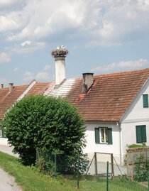 Storks in the nest in Bad Blumau | © Kurkommission Bad Blumau | © Kurkommission Bad Blumau