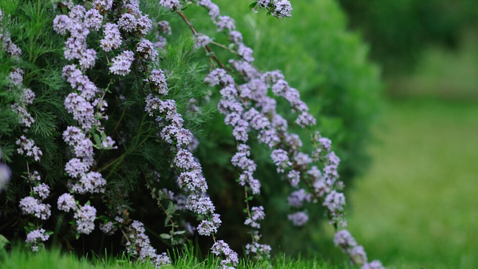 Susis Garten | © © Susis Garten