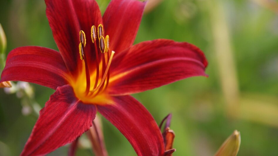 Susis Garten_Blume | © © Susis Garten