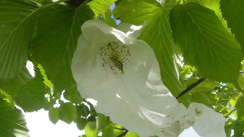 Susis Garten - Impression #2.10