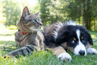 Hund und Katze | © unsplash@andrew-s-ouo