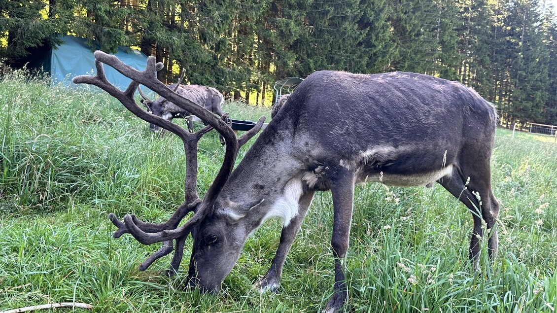 Ein Rentier frisst Gras in einer grünen Wiese. Im Hintergrund sind Bäume und eine Zeltstruktur sichtbar. | © Steiermark Tourismus