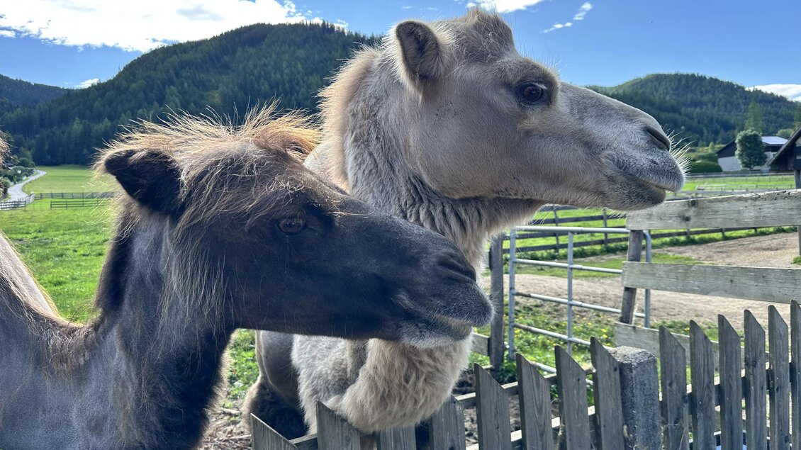 Zwei Tiere stehen neugierig am Zaun. Ein Pferd und ein Kamel blicken in die Kamera, mit einer schönen Landschaft im Hintergrund. | © Steiermark Tourismus