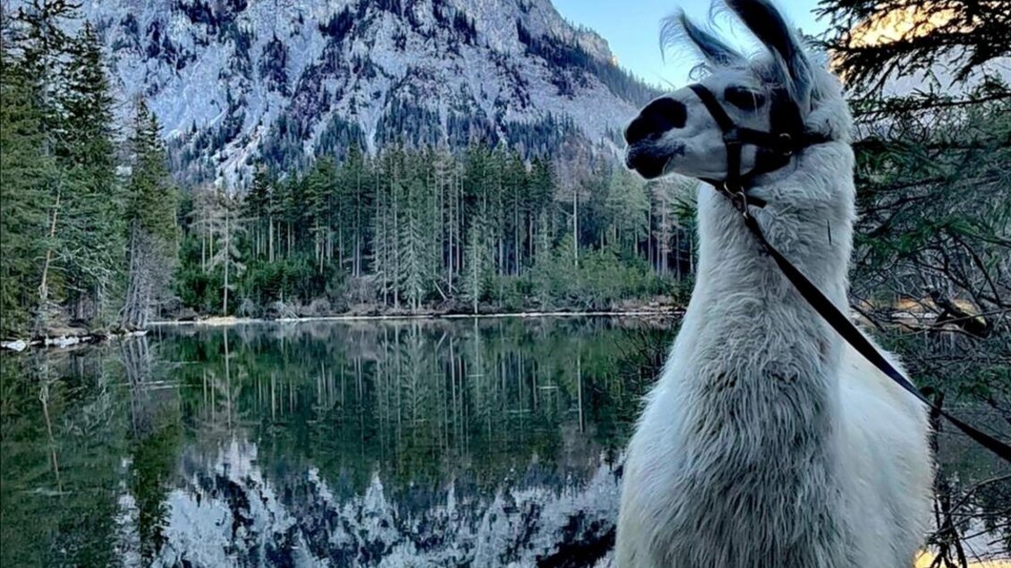 Ein Lama steht am Ufer eines klaren Sees, umgeben von hohen Bergen und dichten Wäldern. Die Berge spiegeln sich im Wasser. | © Alpakas und Lama zum Grünen See