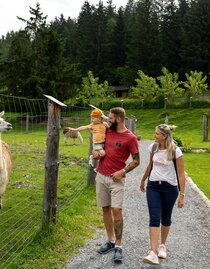 Alpaka | © TV Murau | Tom Lamm | © Tourismusverband Murau