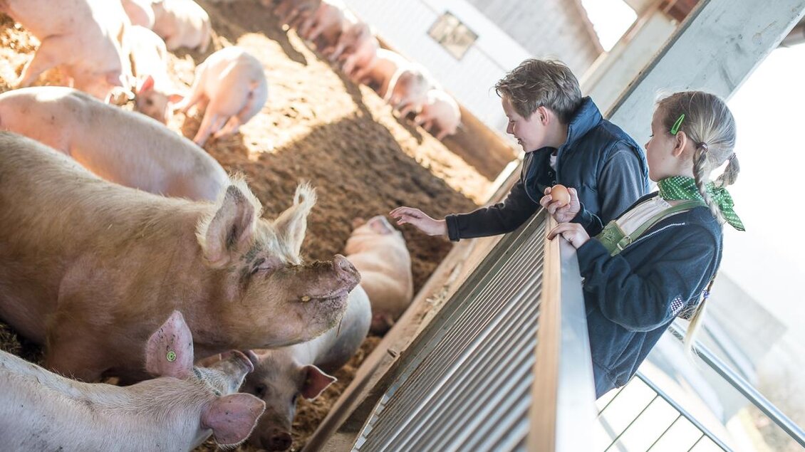 Zwei Kinder stehen am Geländer eines Schweinestalls und streicheln ein Schwein. Im Hintergrund sind weitere Schweine zu sehen. | © Vulcano Schinkenmanufaktur