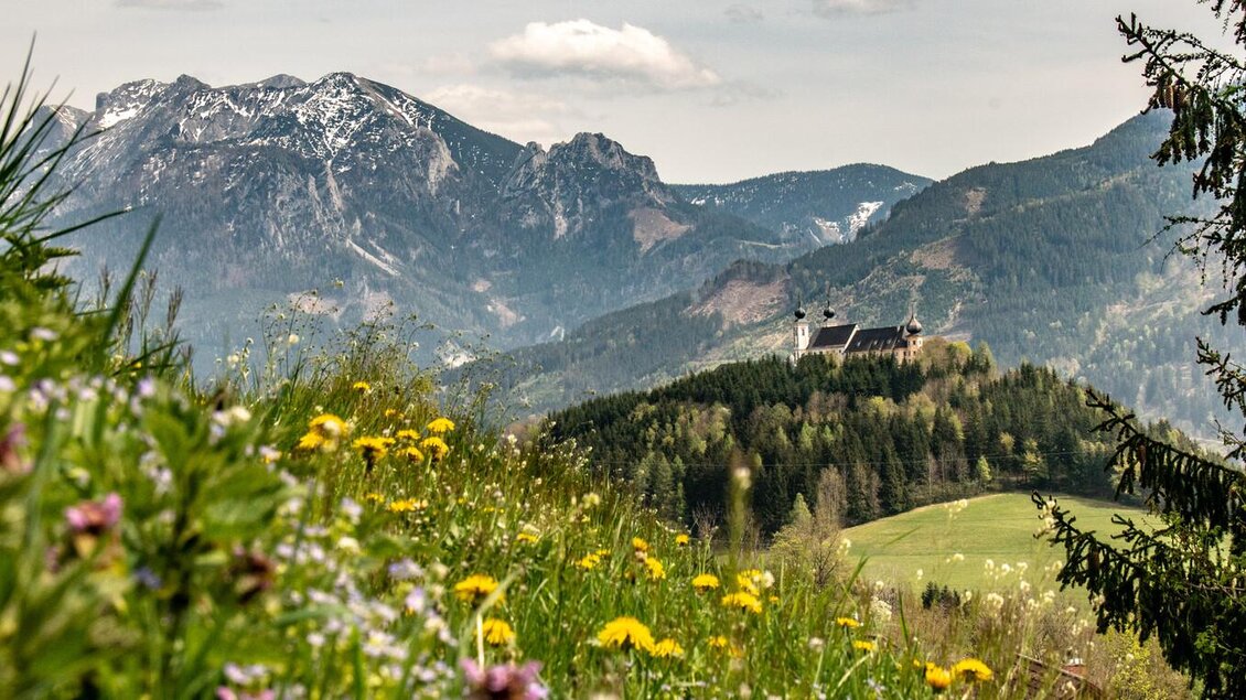 Eine malerische Landschaft mit Bergen im Hintergrund und einer Burg auf einem Hügel. Bunte Blumen und grünes Gras ergänzen die idyllische Szenerie. | © TV Gesäuse