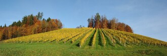 Weinbau Raab-Holzer | © Buschenschank Raab-Holzer