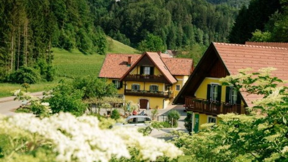 Holunderblüte | © Weingut Albrecher | Rita & Herbert Albrecher