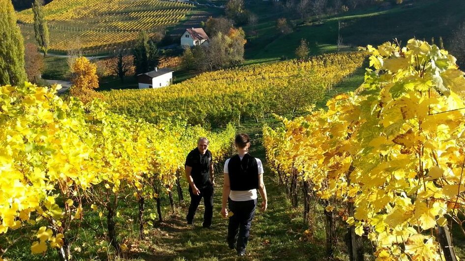 Weingut Gruber Weingarten | © Weingut Gruber | Ulrike & Karl Gruber