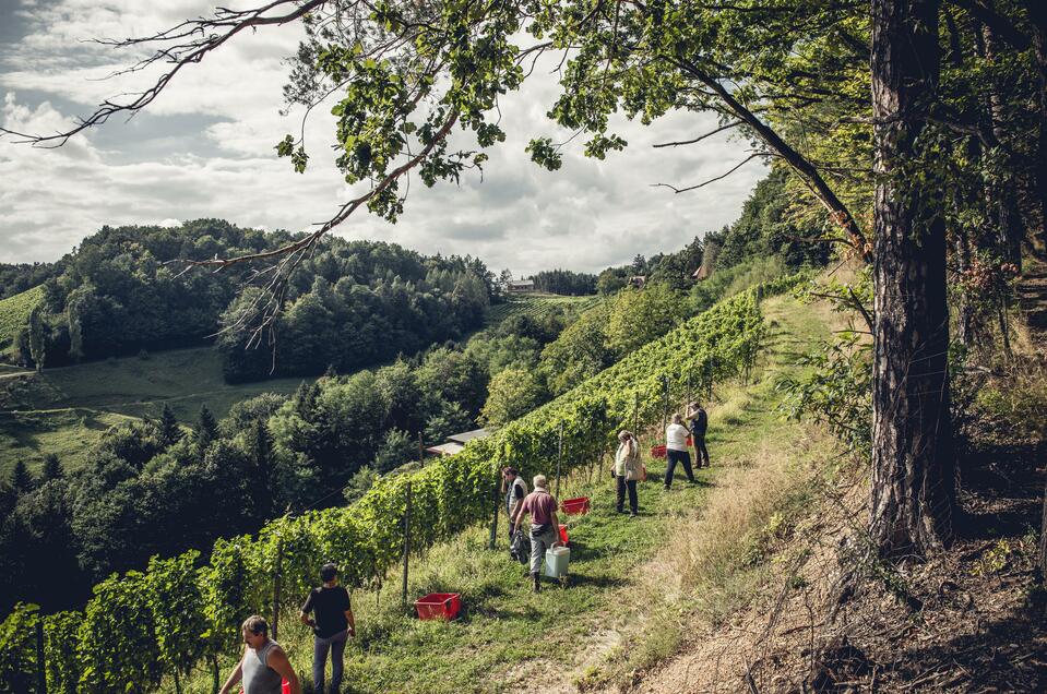 Weingut Hannes Sabathi - Impression #1 | © Hannes Sabathi