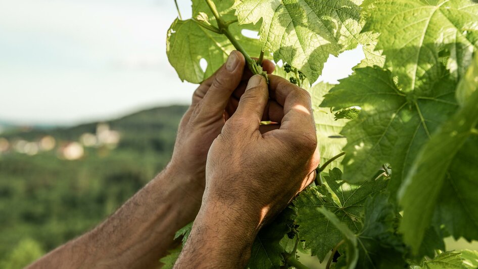 Weingut Johann Reicher_4 | © (c) Region Graz - Mias Photoart