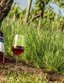 Weingut Johann Reicher_5 | MICHAELA PFLEGER | © (c) Region Graz - Mias Photoart