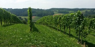 Weingut Stocker | © Johann Stocker