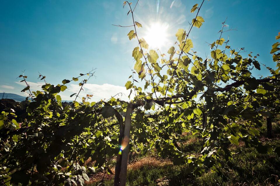 Weingut Langmann vlg. Lex - Impression #1 | © Schilcherland Steiermark