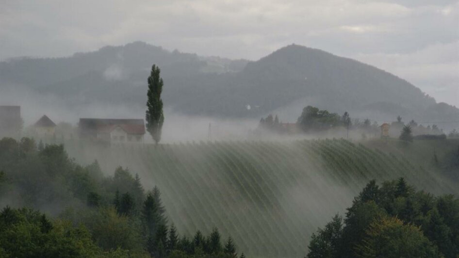 Weingut Lieschnegg (5)