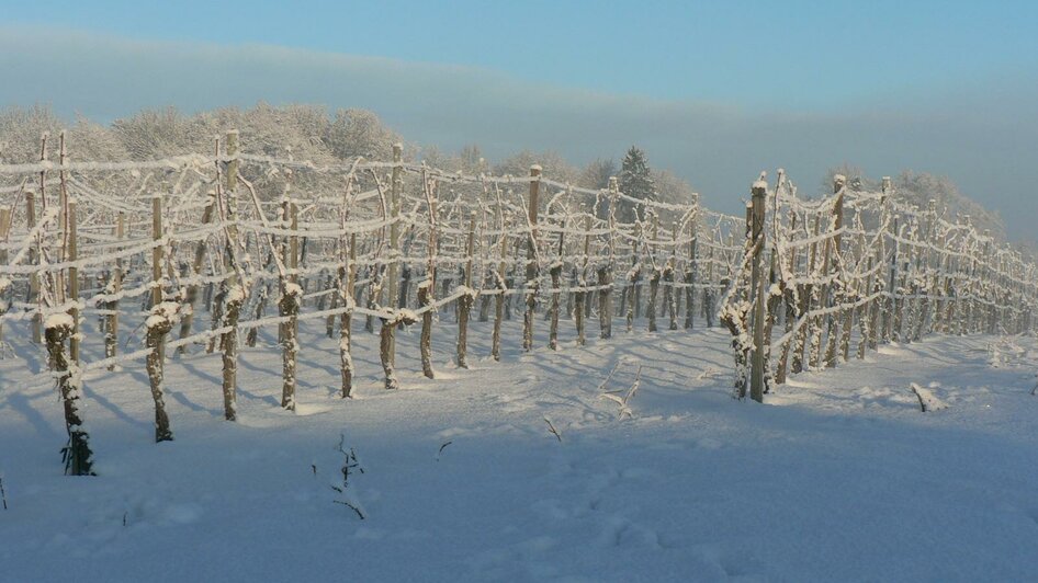 Weingut Marko Winter | © Weingut Marko