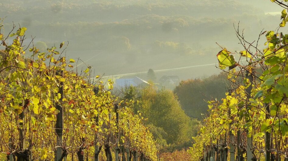 Blick auf den Betrieb | © Weingut Pock