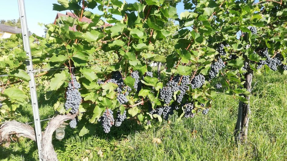 reife Schilchertrauben von der Blauen Wildbacherre | © Weinbau Schriebl