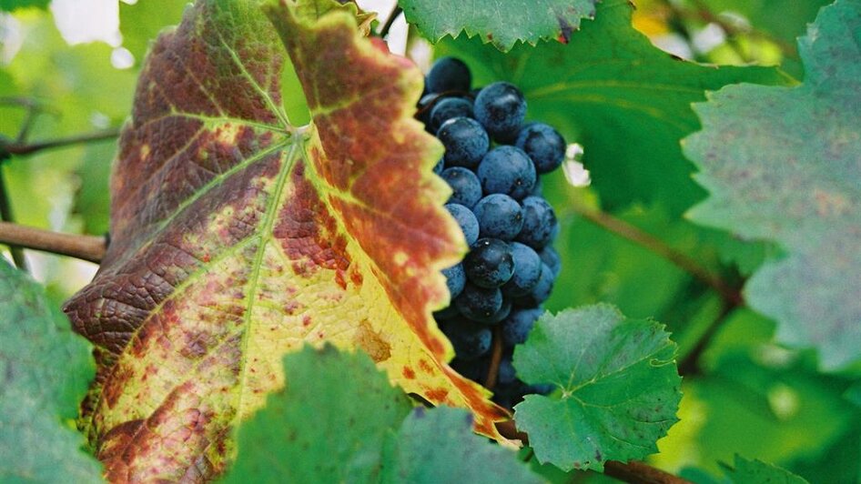 Weingut Toso Herbst | Stephan & Matthias Krainer | © Weingut Toso l Stephan & Matthias Krainer Weingut Toso Herbst | © Weingut Toso l Stephan & Matthias Krainer