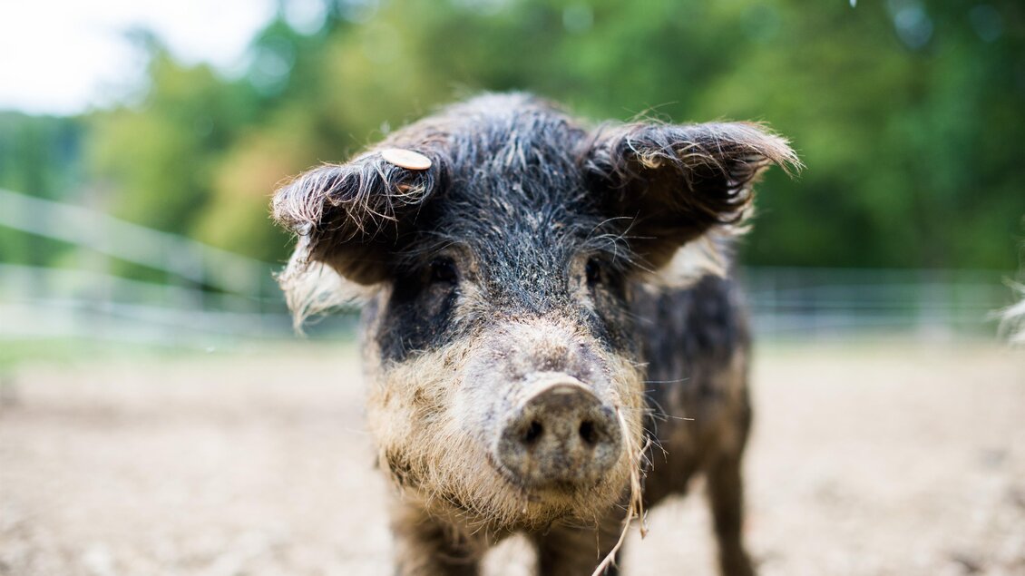 Mangalitza | © Genussgut Krispel