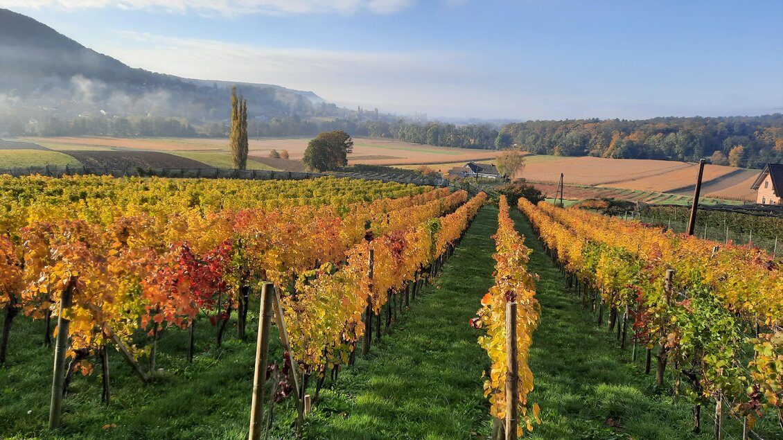 Ein malerischer Weinberg mit bunten Trauben im Herbst. Sanfte Hügel und ein klarer Himmel ergänzen die idyllische Landschaft. | © Weinhof Thurner-Seebacher