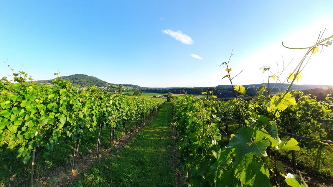 Ein malerischer Weinberg mit grünen Reben und einem klaren Himmel. Sanfte Hügel sind im Hintergrund zu sehen. | © Weinhof Thurner-Seebacher