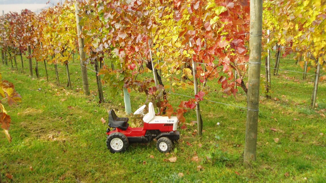 Ein Spielzeugtraktor steht zwischen den Weinreben. Die Blätter der Reben sind in bunten Herbstfarben gefärbt. | © Weinhof Thurner-Seebacher