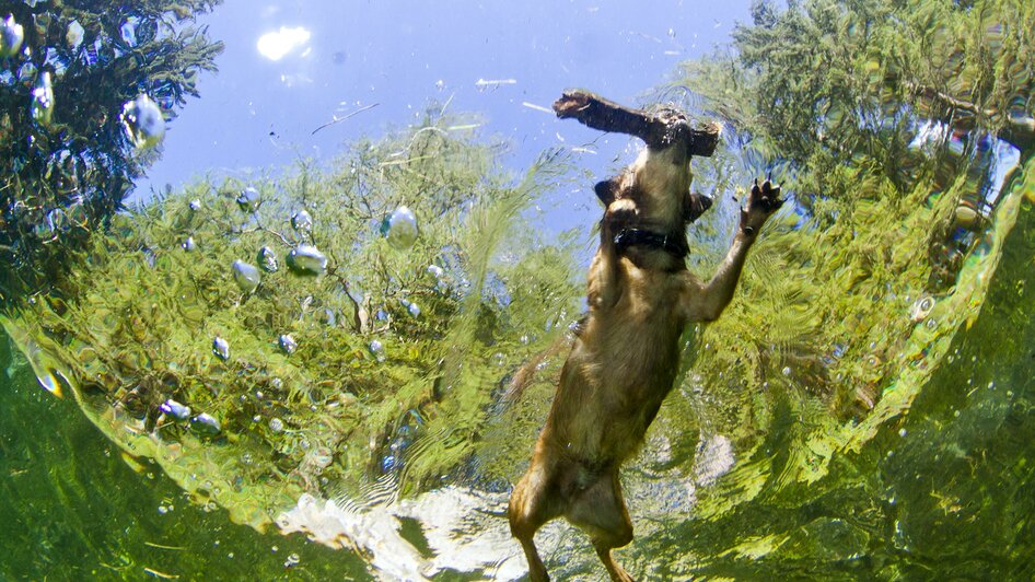 Baden mit Hund | © Michael Weberberger