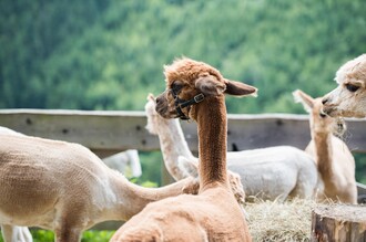 Wieserhof-Alpakas1-Murtal-Steiermark | © Anita Fössl