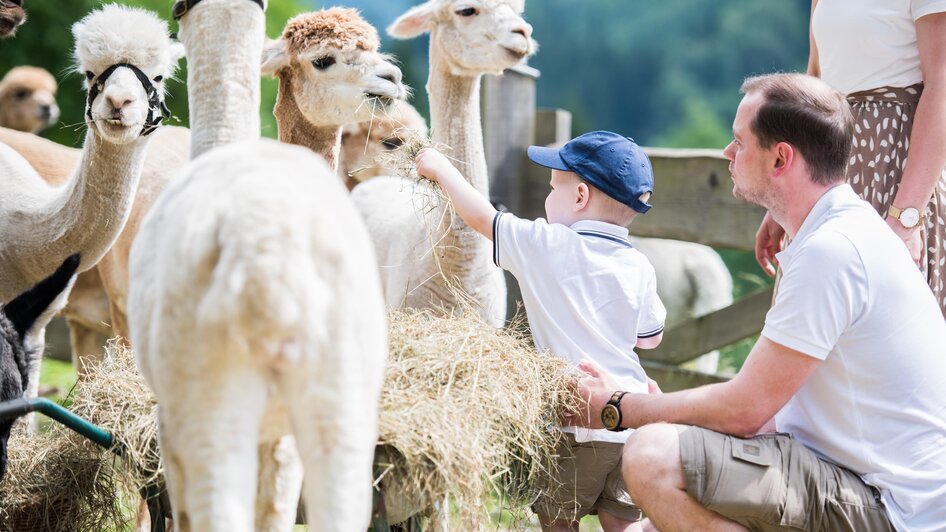 Wieserhof-Alpakas4-Murtal-Steiermark | © Anita Fössl