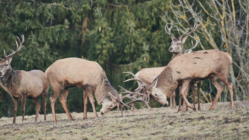 Wildspezialitäten | © J-Roland Zygmunt