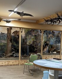 Wildtier & Lebensraum | © Tourismusverband Murau | Julia Puganigg | © Tourismusverband Murau