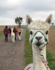 Alpaca | © Schilcherland Steiermark | © Schilcherland Steiermark