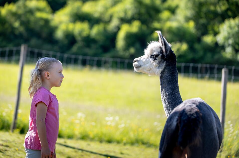 alpakahaus.at Petting zoo - Impression #1 | © TV Murau, Tom Lamm