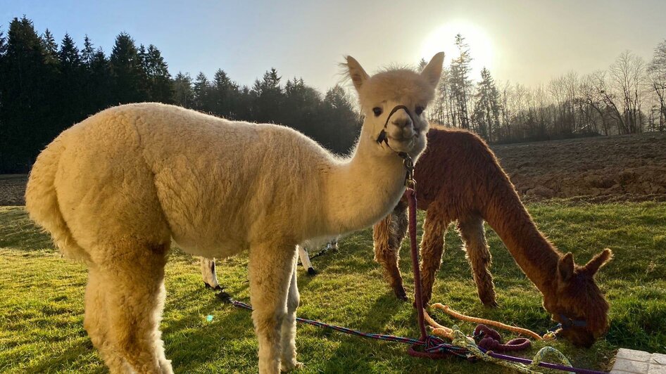 Alpakas Eibiswald im Sonnenschein | © Alpakahof Eibiswald