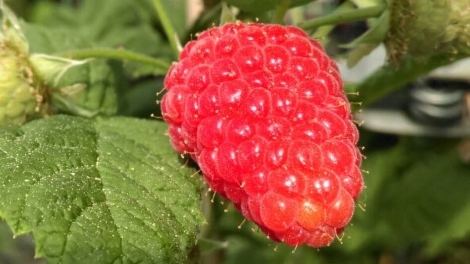 Beeren Bernhart - Himbeere | © Beeren Bernhart