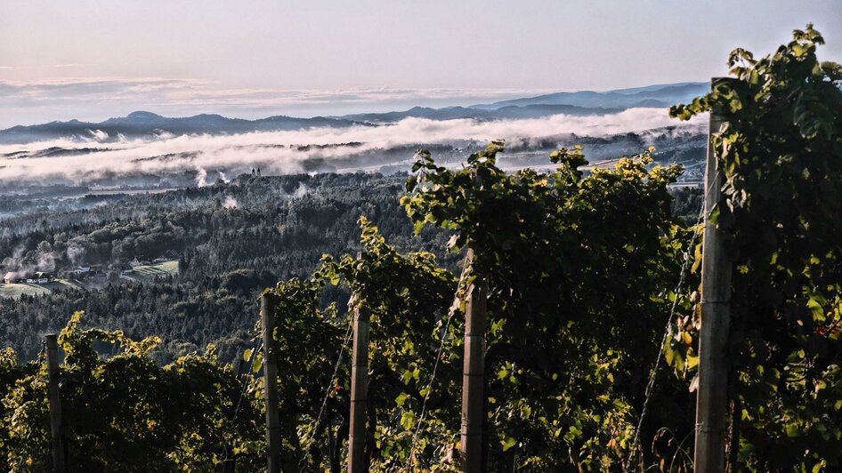 Weingut Langmann | © Buschenschank und Weingut Langmann vlg. Lex