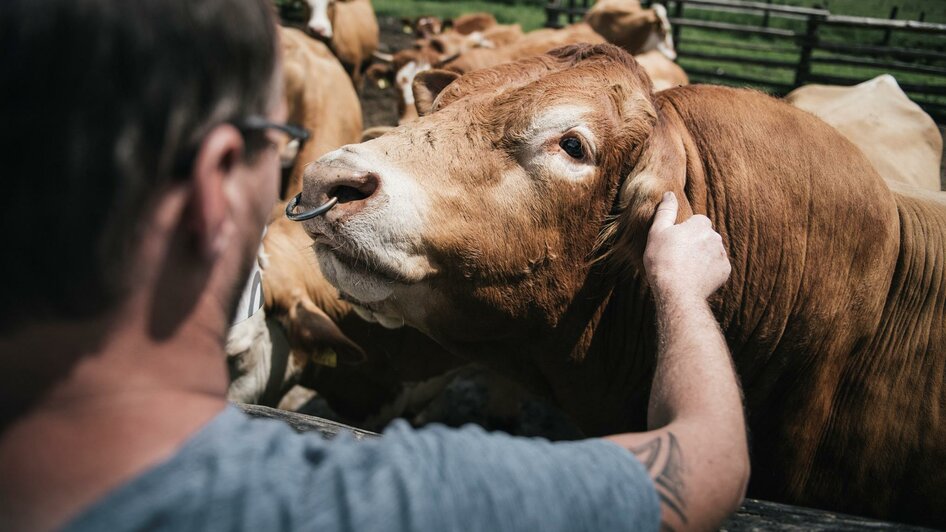 Tiere am Forchnerhof | © Stefan Leitner