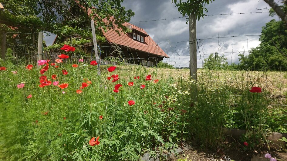 Mohnblüten | © Familie Deutschmann