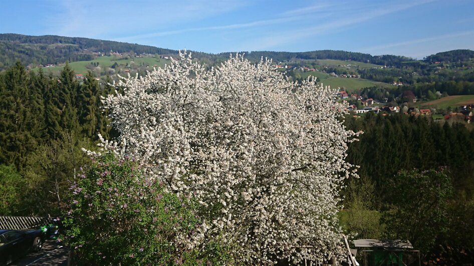 Kirschbaumblühte | © Familie Deutschmann