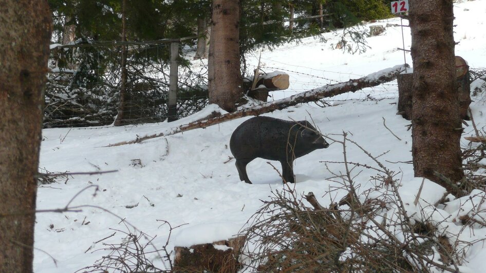 Wildschwein im Winter | © Gottfried Eichhöbl